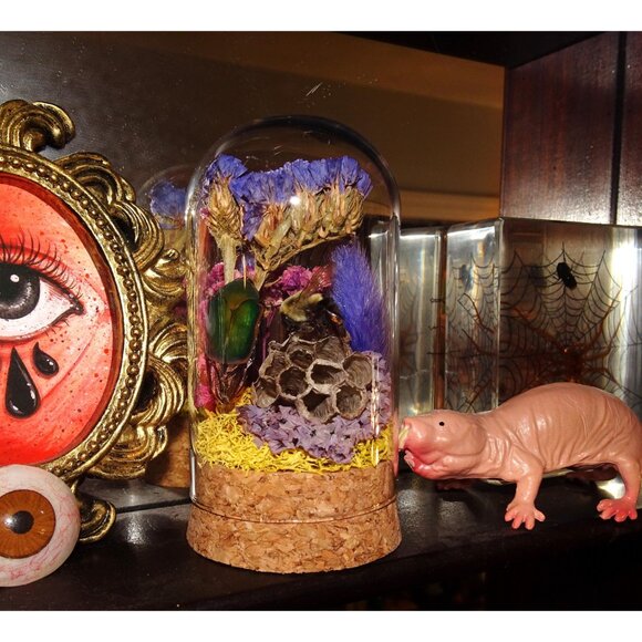 June Bug Carpenter Bee & Wasp Nest Oddity Jar taxidermy curiosity goth witchy - Picture 3 of 12